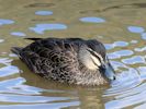 Pacific Black Duck (WWT Slimbridge October 2012) - pic by Nigel Key